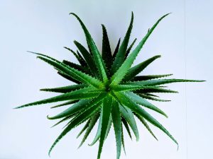 Aloe Vera Nedir?Aloe Veranın Faydaları Nelerdir?Aloe Veralı Faydalı Tarifler